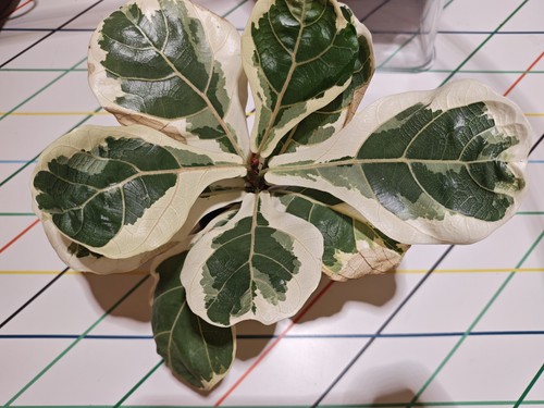 Fiddle leaf fig - fiddle,