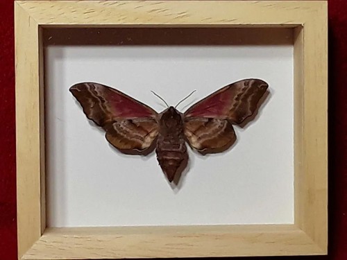 Wall mounted framed real eyed - wall,