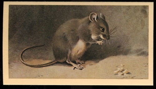 Tobacco card doncella - tobacco,