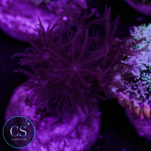 Rare ruby red - rare,