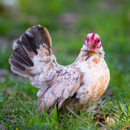 Rare breed chicken fertile - breed,