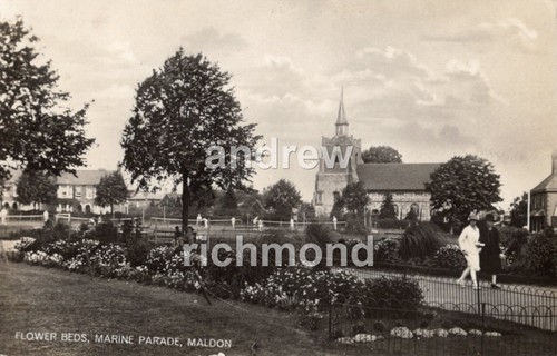 Maldon flower beds marine - flower,