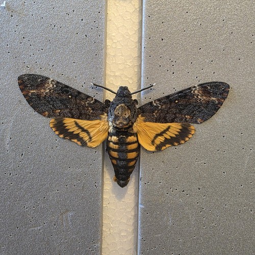Acherontia atropos death - acherontia, head