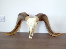 Real Ram Skull Taxidermy