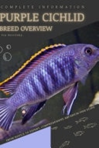 Purple cichlid from novice - purple,