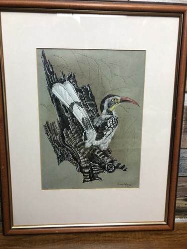 Stunning red billed hornbill - stunning,