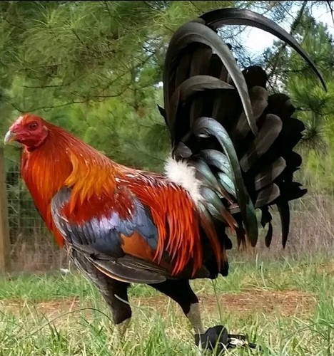 Chicken hatching eggs - 12,