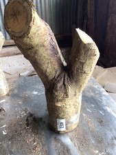 Laburnum Wood,laburnum