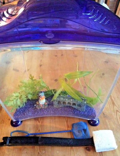 Bowfront curved fish - curved, tank