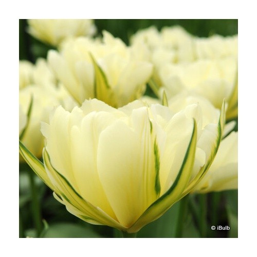 Tulip white emperor bulbs - tulip, emperor'