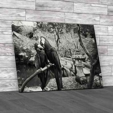 Blue Gold Macaw Black White