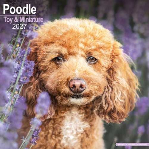 Poodle toy miniature wall - toy, &