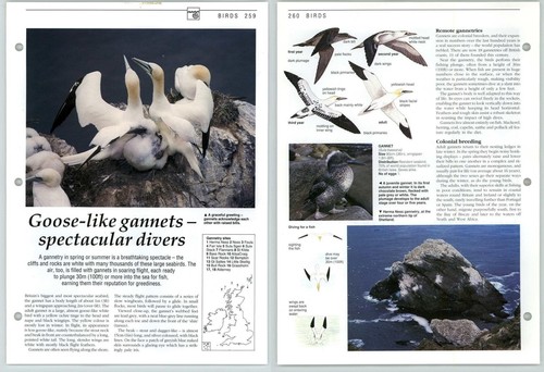 Goose like gannets spectacular - gannets,