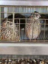 15+ Extra JUMBO Pharoah Brown Coturnix Fertile Hatching Eggs Nipi Ai #652261 