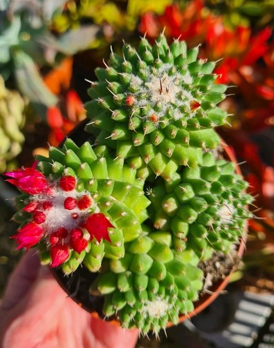 Mammillaria polythele toluca - mammillaria,