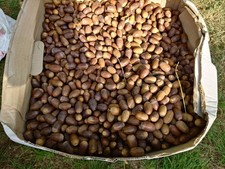 50 Acorns, seeds, sorted, from Mature English Oak Tree (Berkshire UK) 