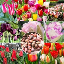 Tulip Bulbs Large Spring