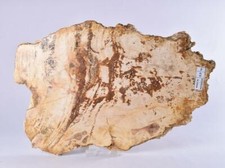 Petrified Wood Slice, Fossil