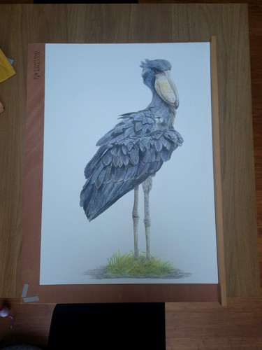 Shoebill stork limited edition - stork,
