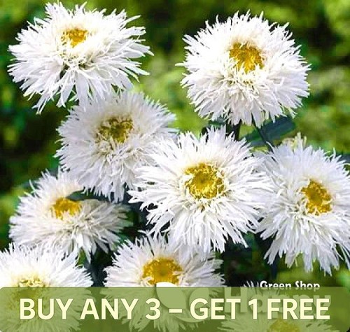 Eyed daisy crazy 300 - daisy,