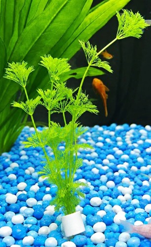 Fish tank plant with - weight,