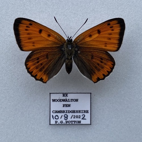 Large copper butterfly - large,