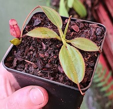 Nepenthes rajah x
