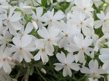 Creeping Phlox Subulata 'White