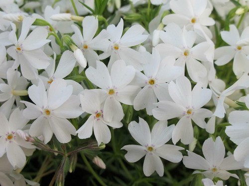 Creeping phlox subulata white - creeping,