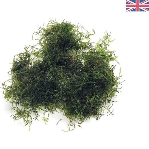 Grams java moss essential - moss:,