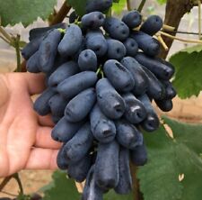 Moon Drops Grape Plant -