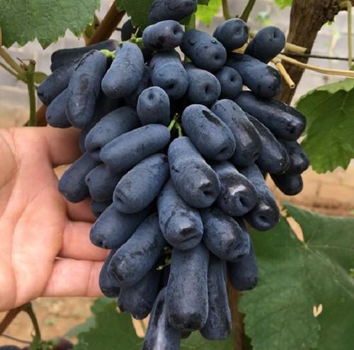 Moon drops grape plant - moon,