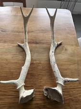 Pair of Stag/Deer Antlers