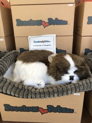 Precious petzzz shih - -,