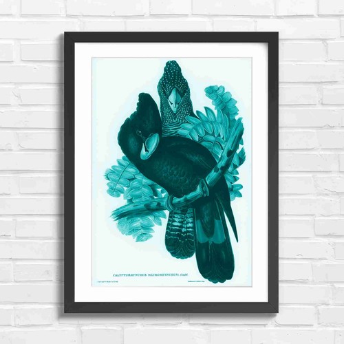 Black cockatoo vintage - black,