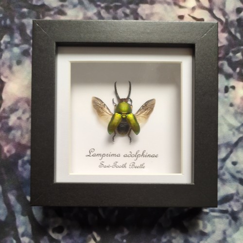 Saw tooth beetle lamprima - saw,