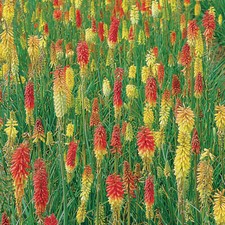 Kniphofia 'Flamenco' Medium