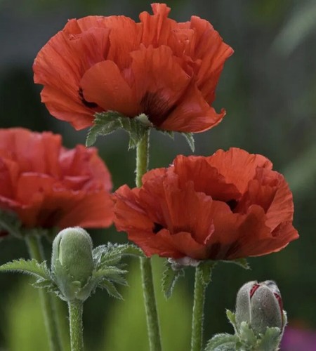 Oriental poppy 100 sseeds - poppy,