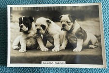 Senior Service DOG DOGS CARD BULLDOG PUPPIES #41. 1930’s. Cigarette,VGC