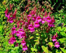 Chinese Foxglove Rehmannia angulata rosy purple 150 seeds Perennial+FREE  LABEL 