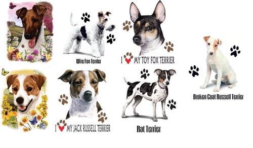 Fox jack russell rat - fox,