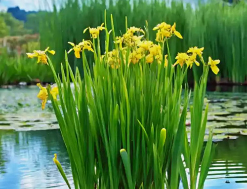 Yellow flag iris water - iris, (iris)