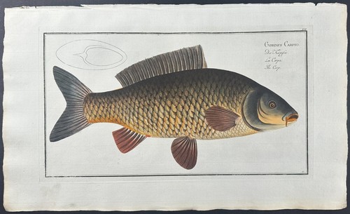Bloch carp cyprinus - bloch-, –