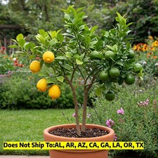 Citrus Cocktail Tree: Meyer