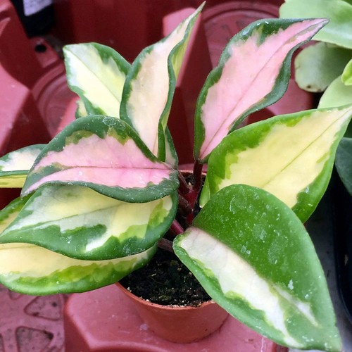 Wax plant tricolour hoya - plant, 'tricolour'