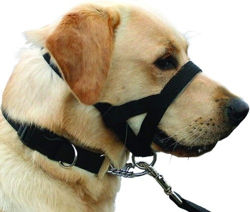 Kumfi dogalter head halter - kumfi, dog