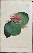 Curtis - Broad-leaved