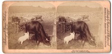 Stereo Photograph Strohmeyer /