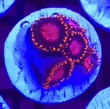 KH Sunburst Zoanthid * Zoas *