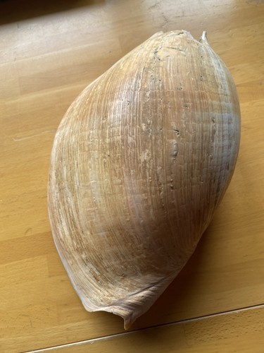 Large bailer decorative melo - large,